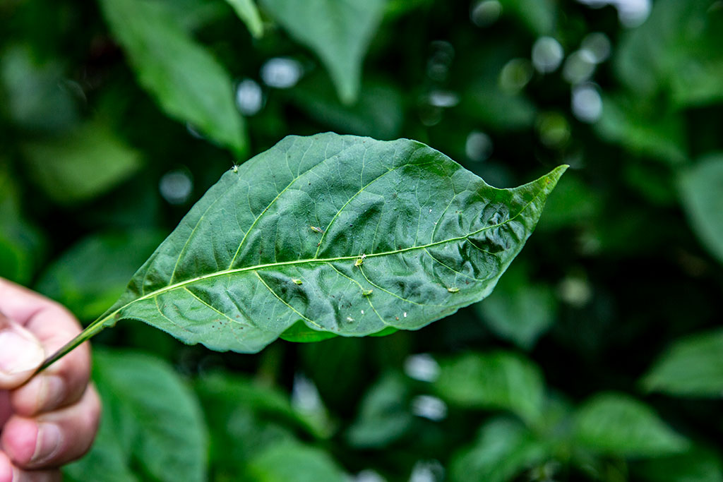 Chilli pepper aphids | Increased Crop Yield | Soil, Water and Nutrient Management